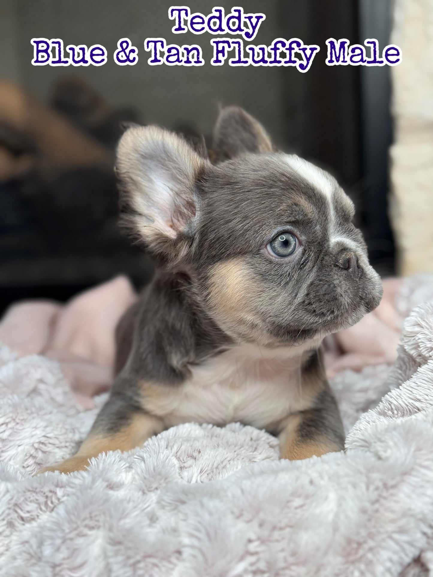 Teddy - Blue & Tan Fluffy