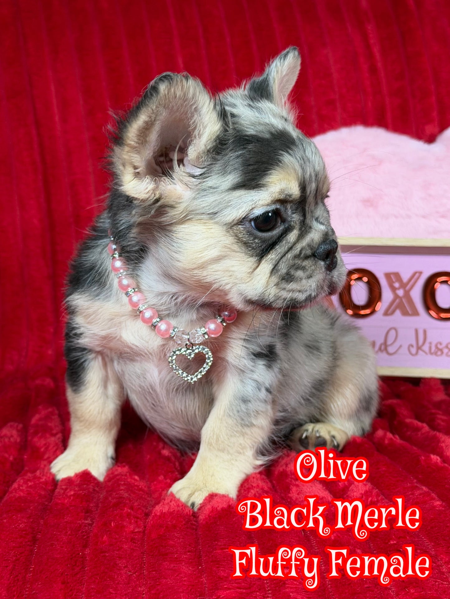 Olive - Black Merle Visual Fluffy