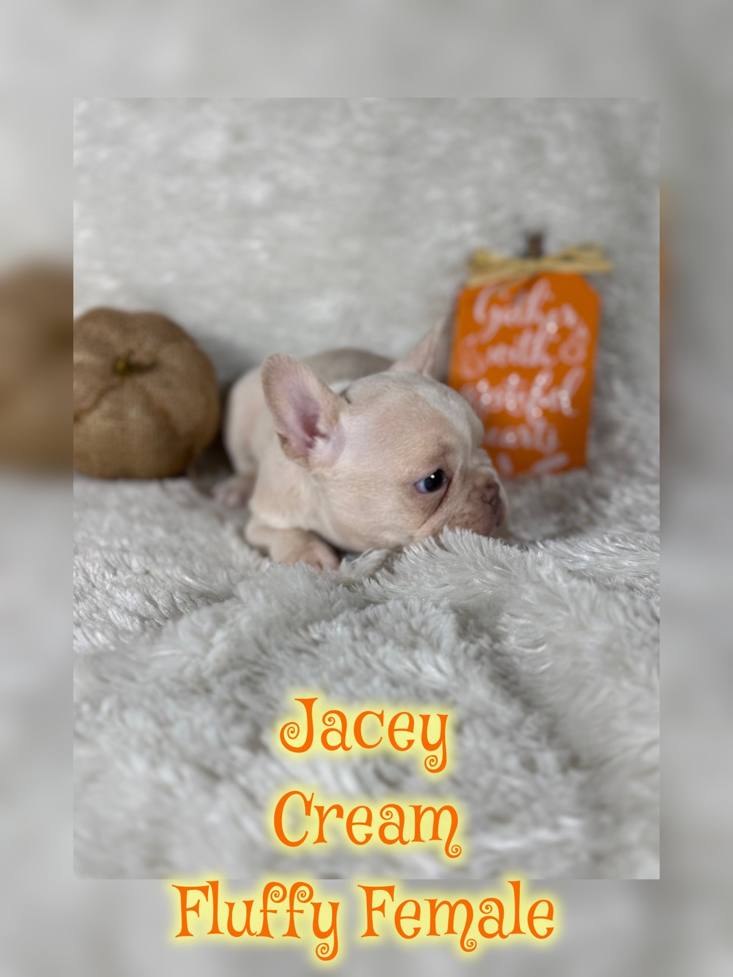 Jacey - Cream 1 BLUE eye