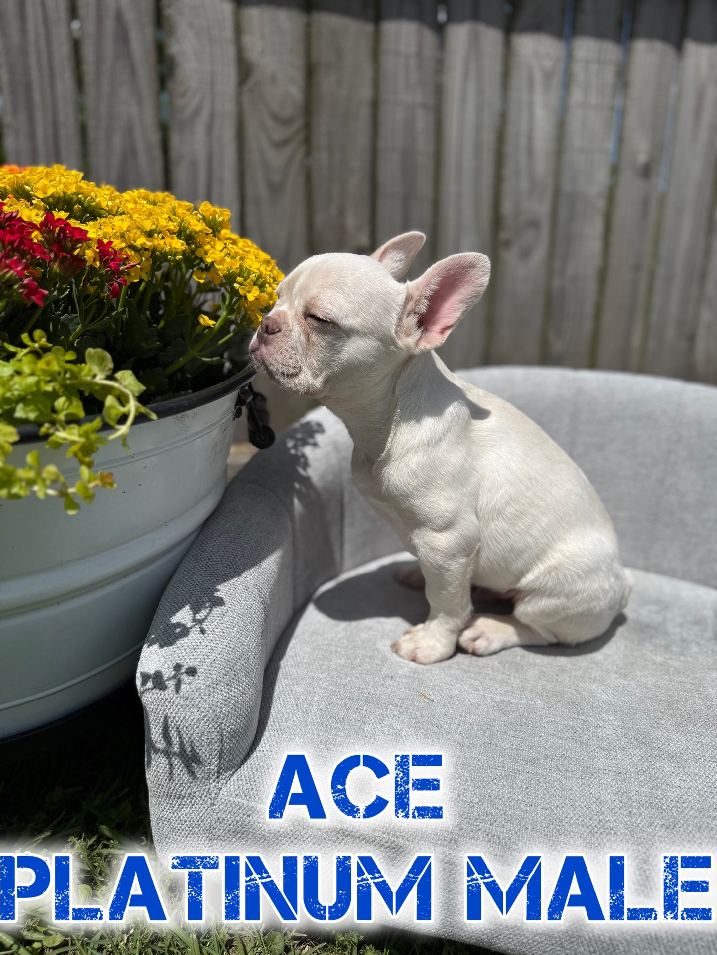 Ace - Platinum Male