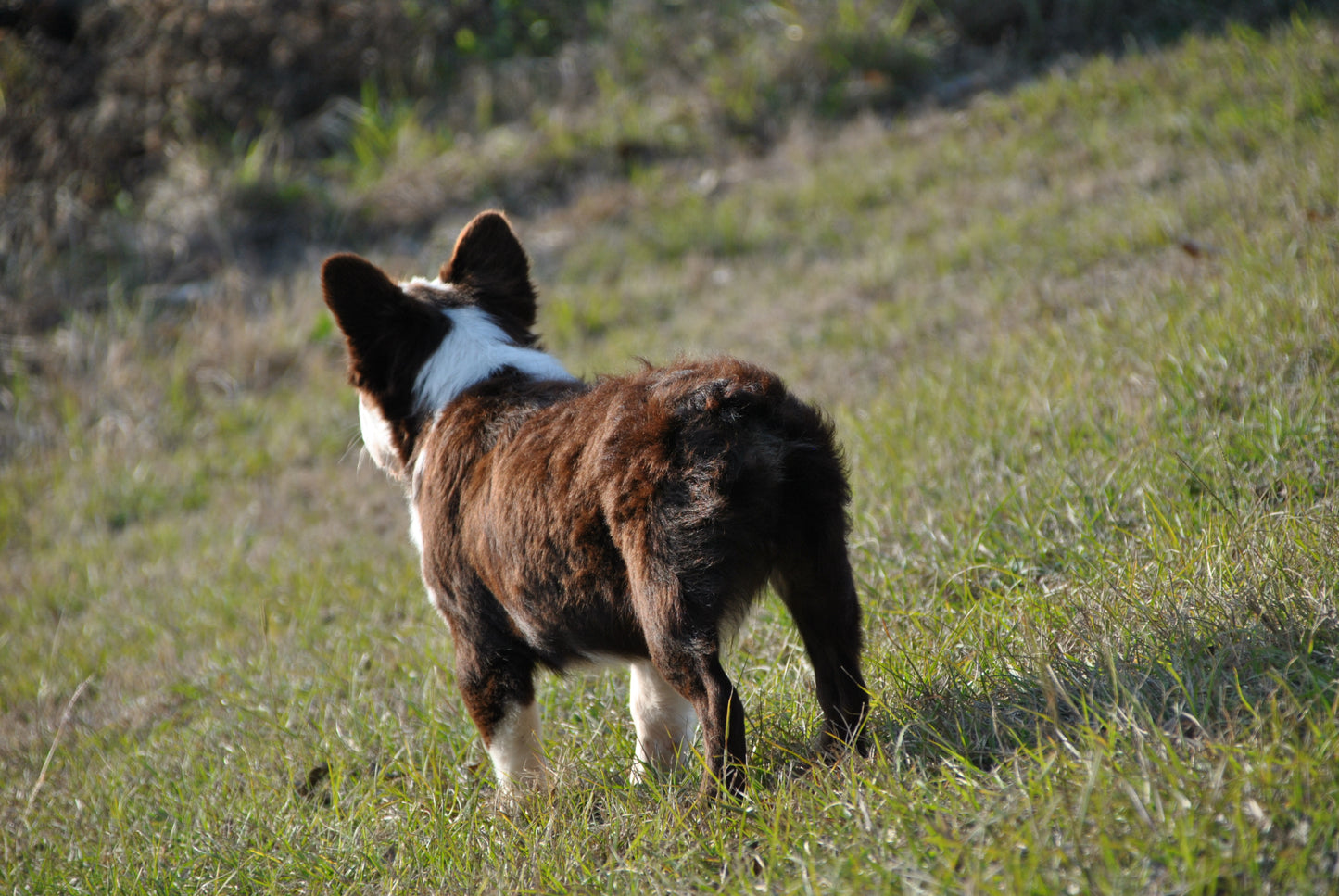 King Pin - Rojo & Tan Husky Big Rope Fluffy Carries Pink - EARLY INTRO $1500