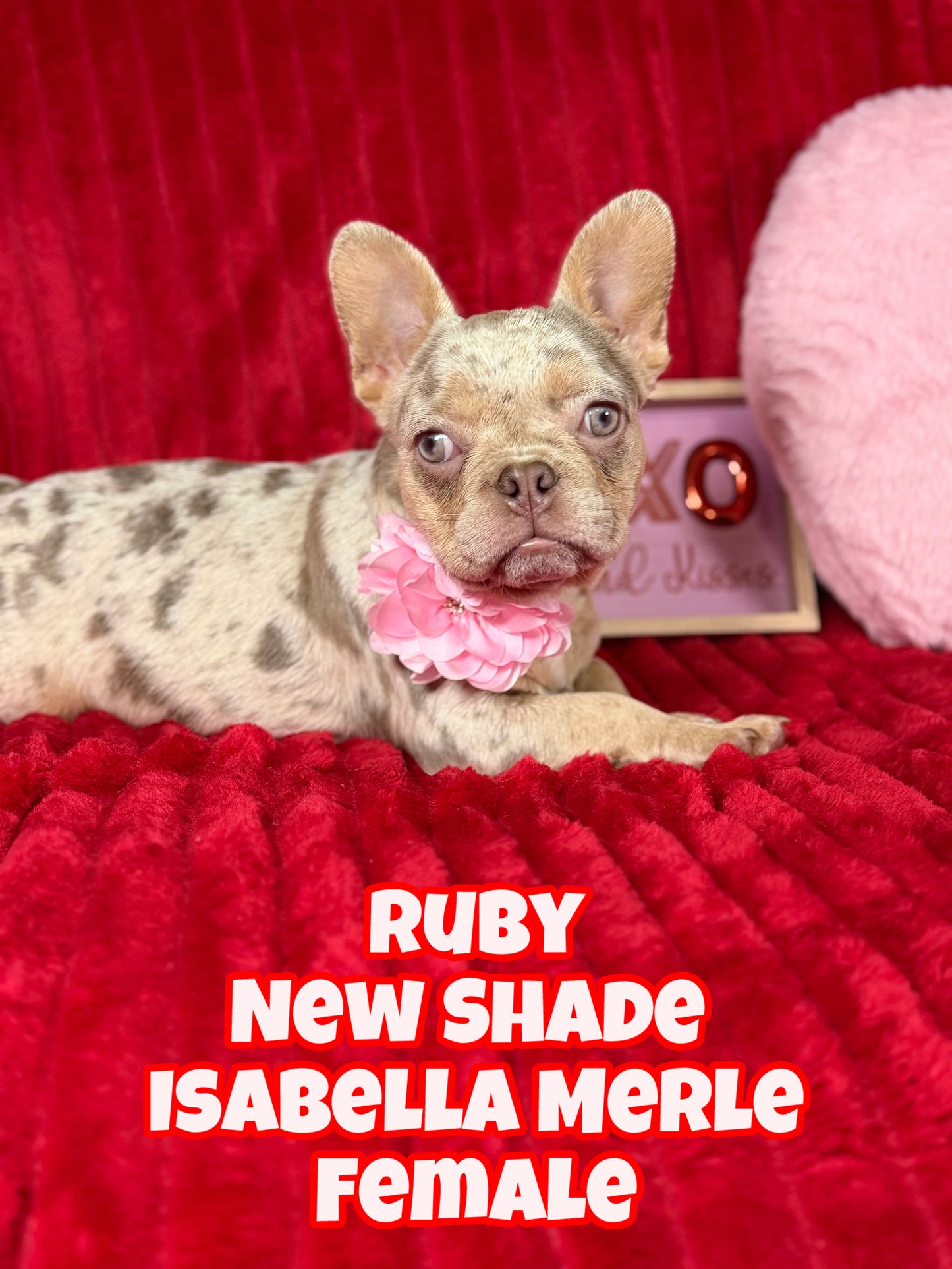 Ruby - New Shade Isabella Merle
