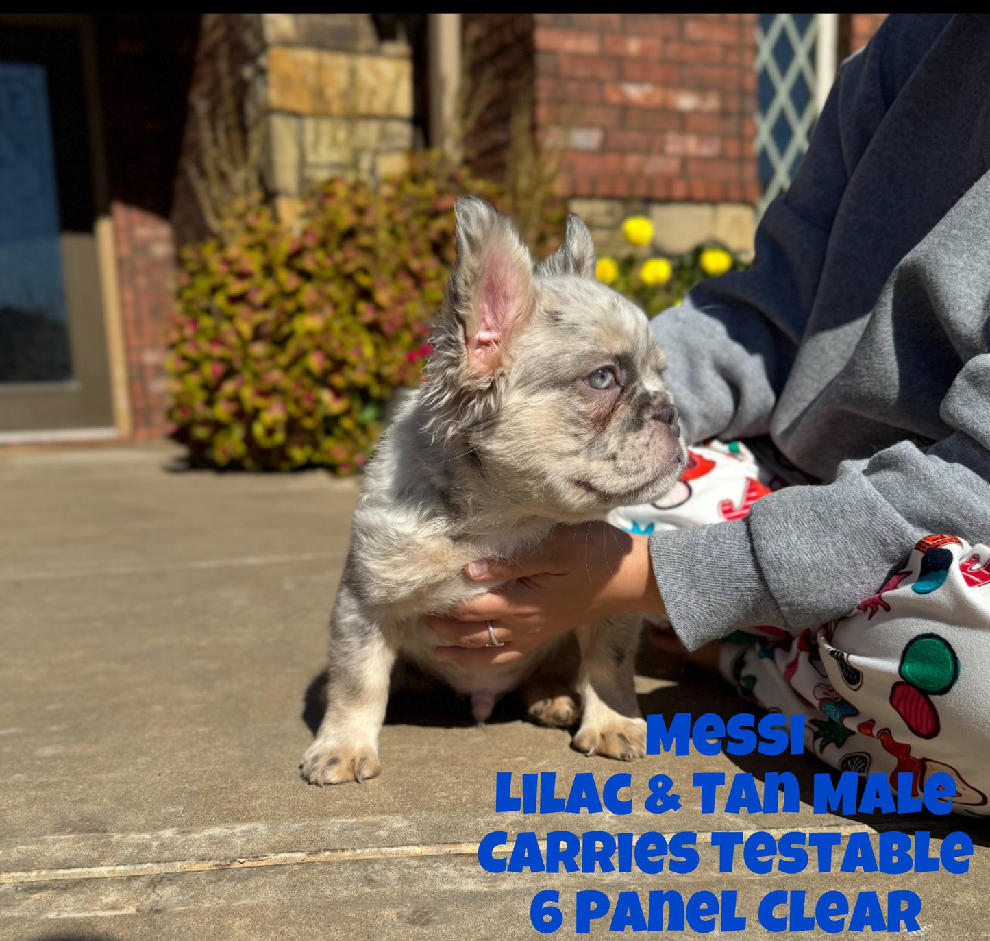 Messi - Lilac & Tan Merle Fluffy Carries Testable - Reserved