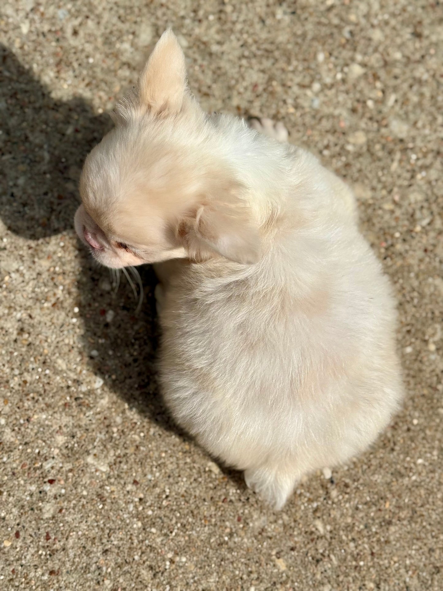 Pink Slip - New Shade Rojo Merle Covered In PINK Fluffy