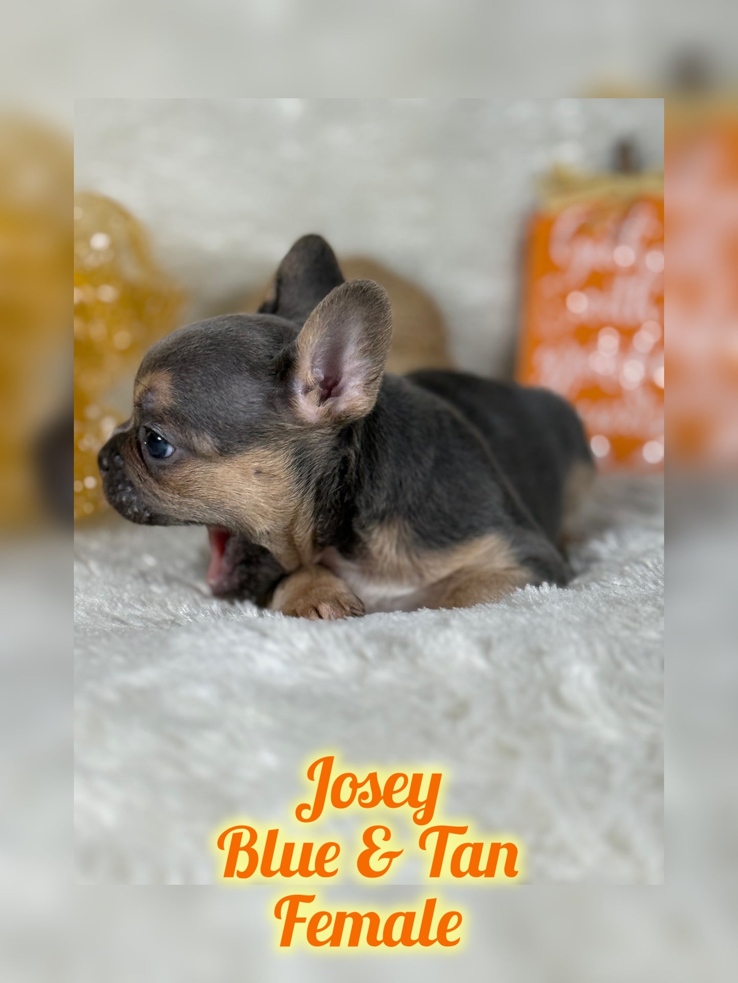 Josey - Blue & Tan - RESERVED