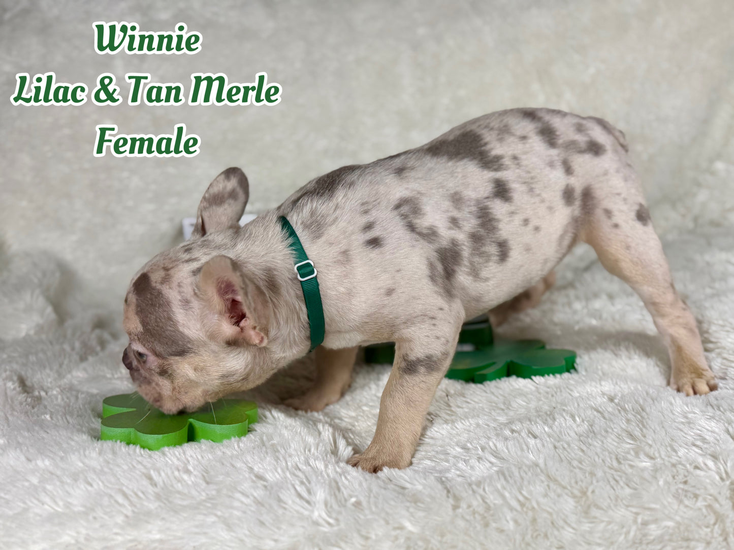 Winnie - Lilac & Tan Merle