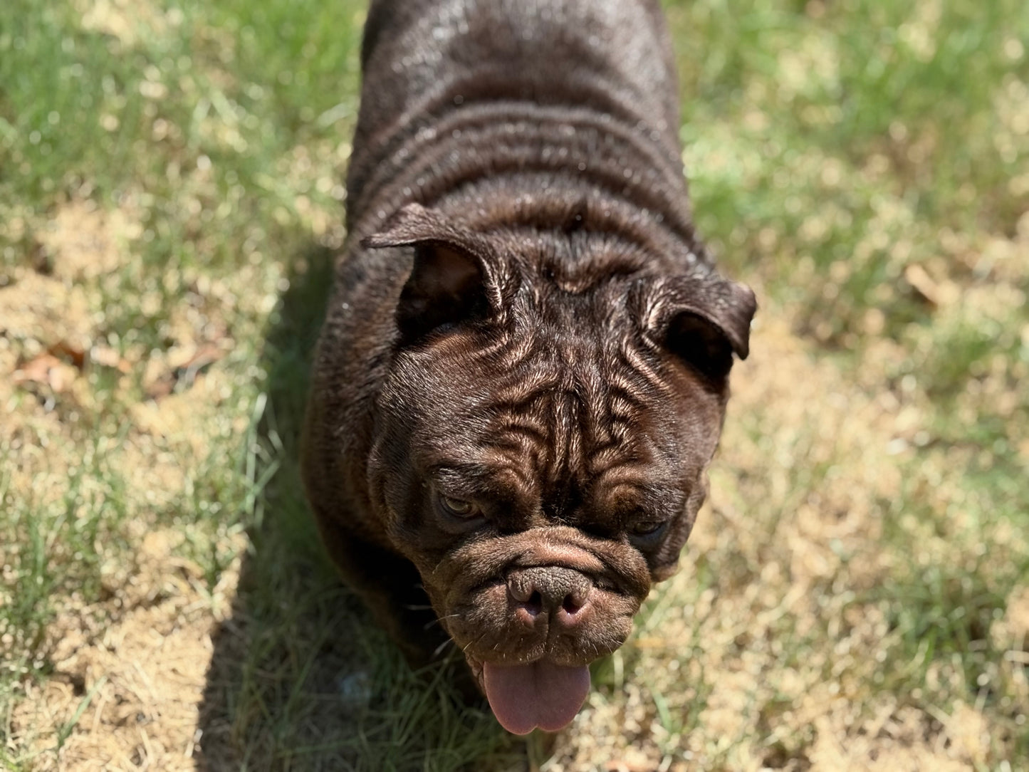 Ranger - Mini Chocolate English Bulldog - Early Intro $750