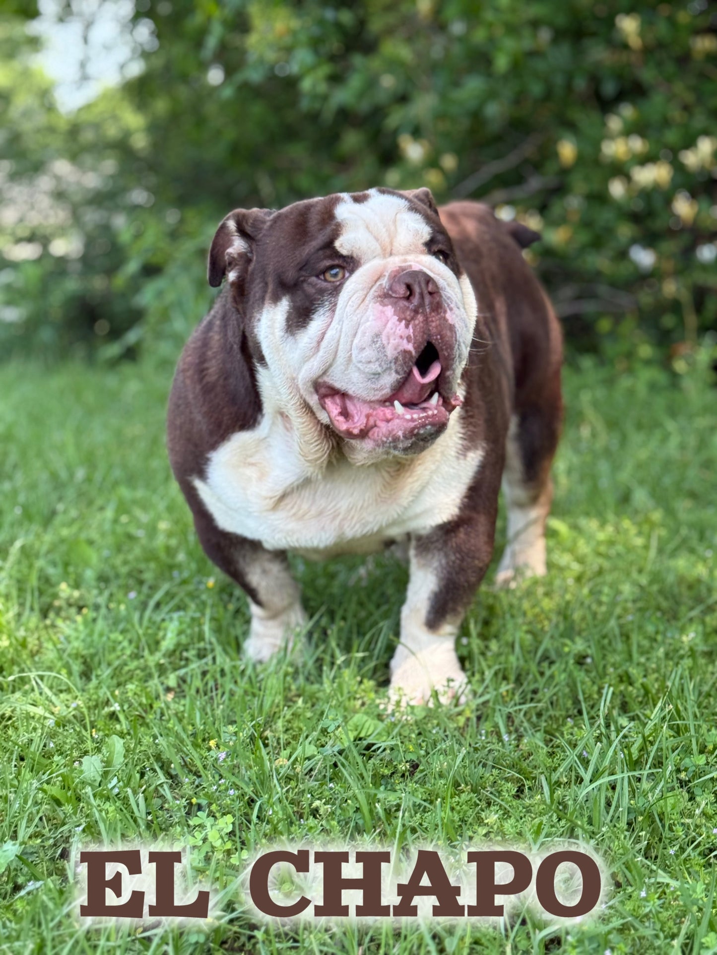 El Chapo - Chocolate Tri (English Bulldog)