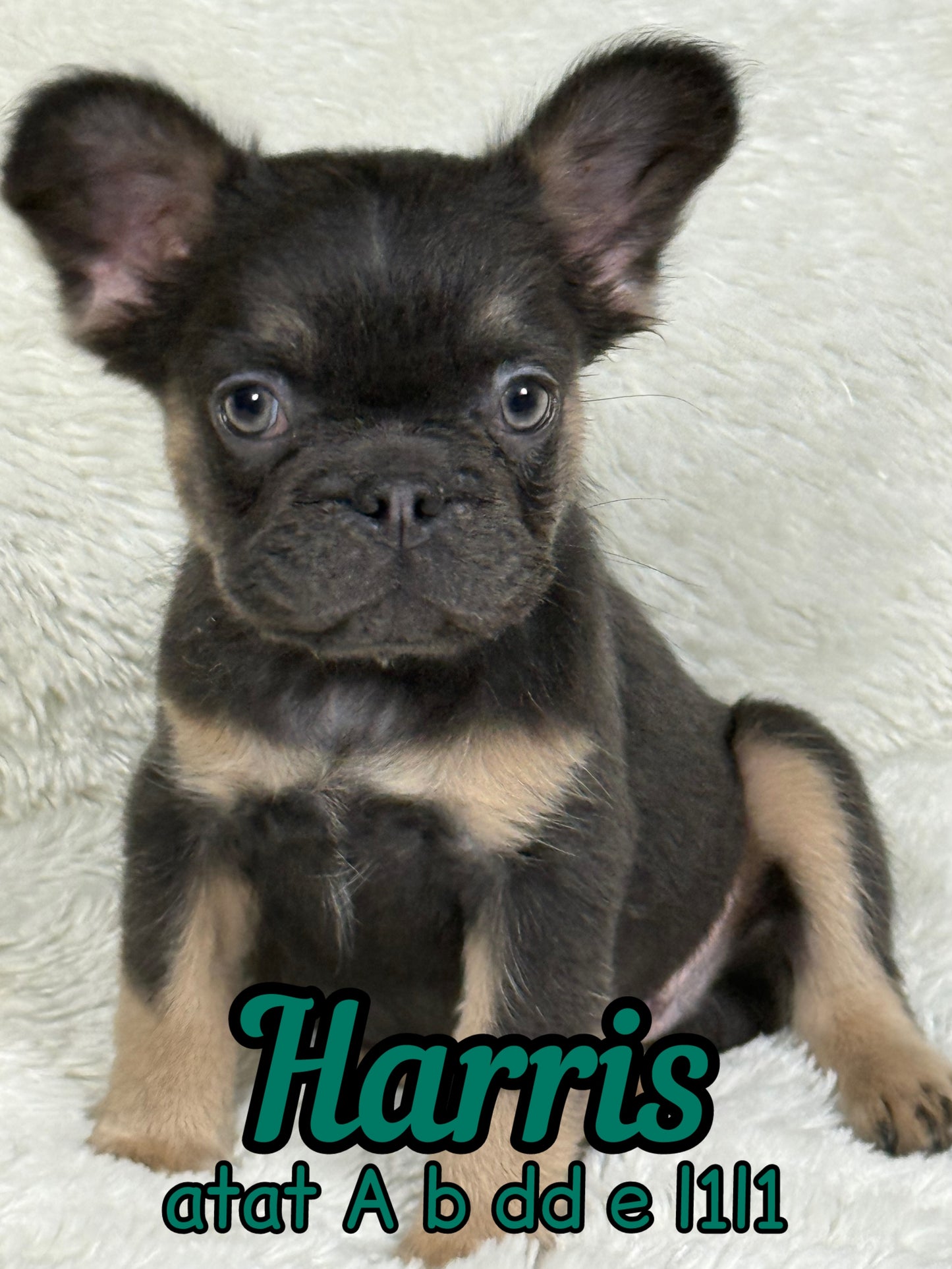 Harris - Male Blue & Tan Fluffy Carries Pink