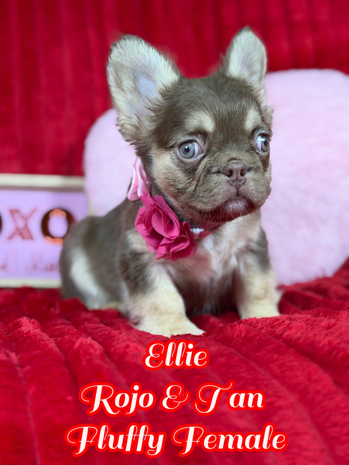Ellie - Rojo & Tan Visual Fluffy
