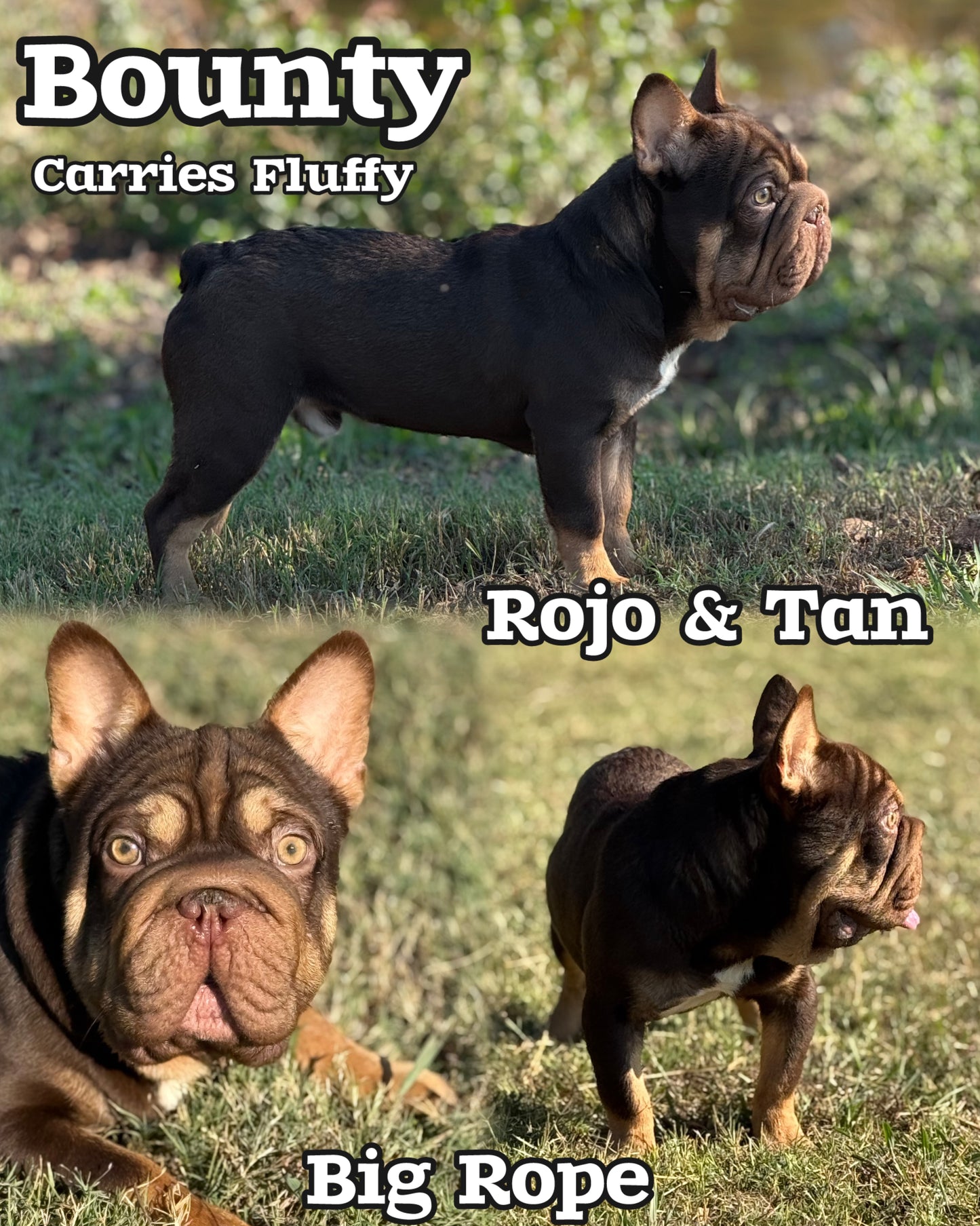 Bounty - Rojo & Tan Big Rope Carries Fluffy EARLY INTRO $750
