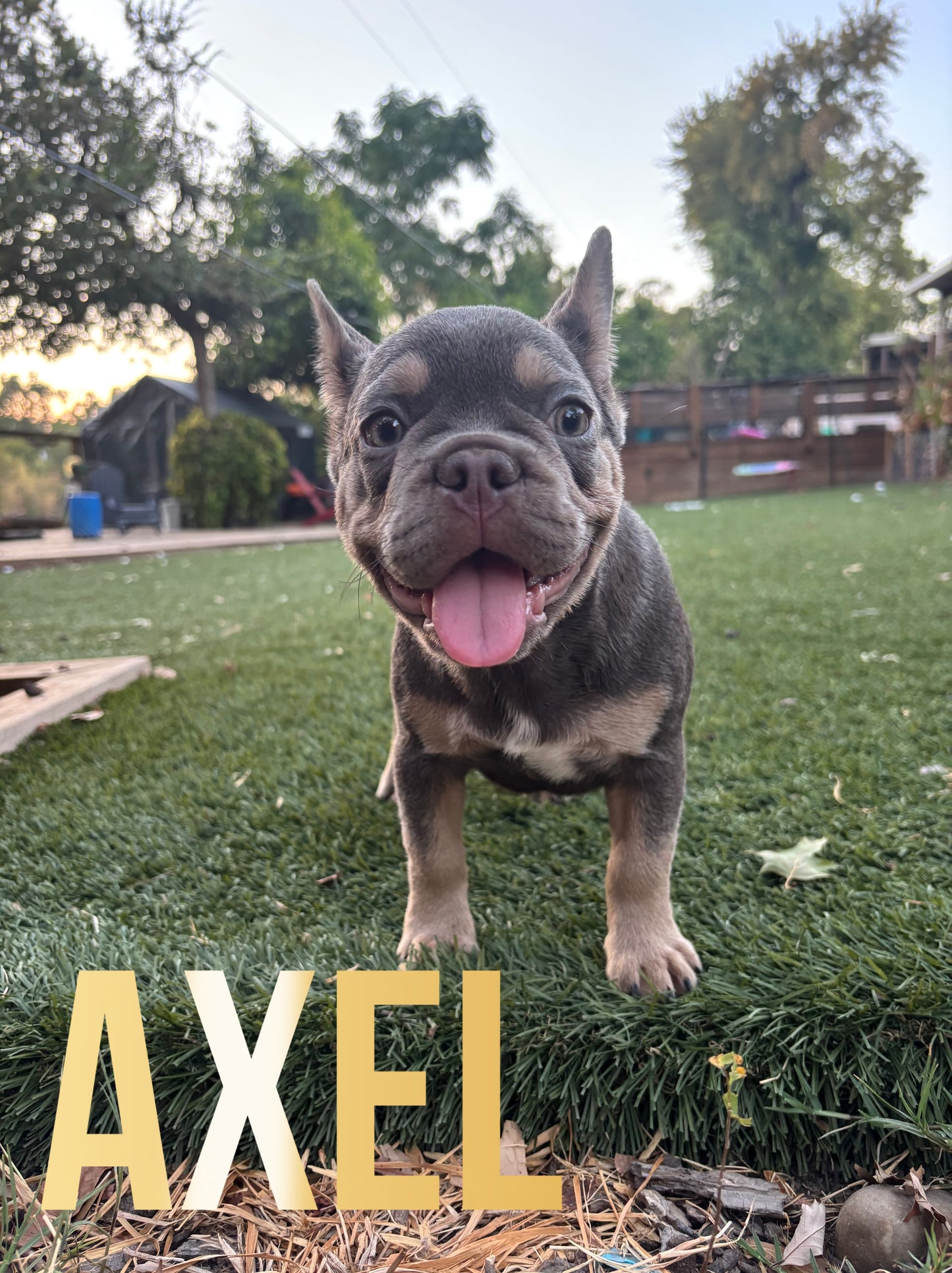Axel