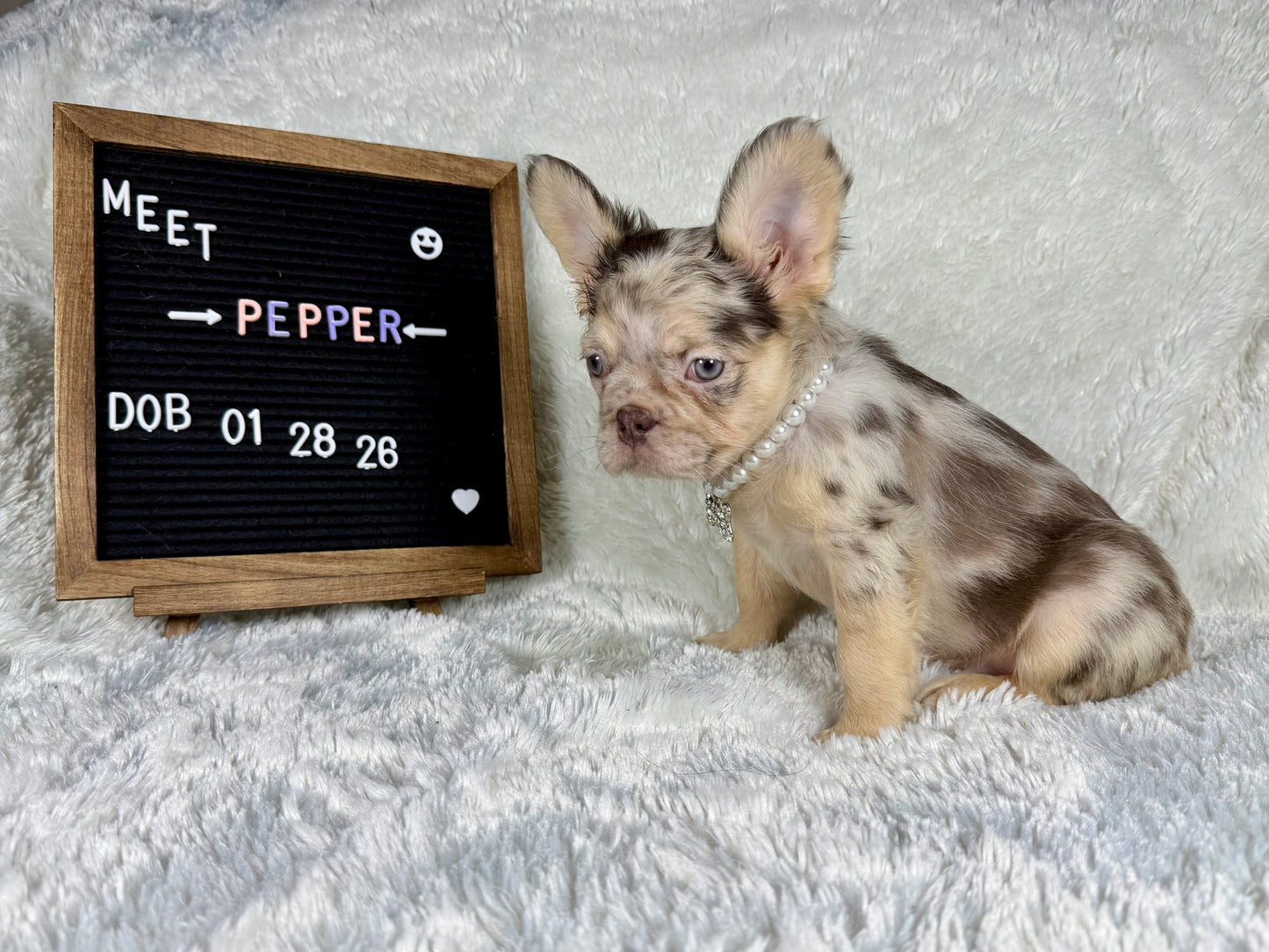 Pepper - Chocolate Merle Fluffy - RESERVED
