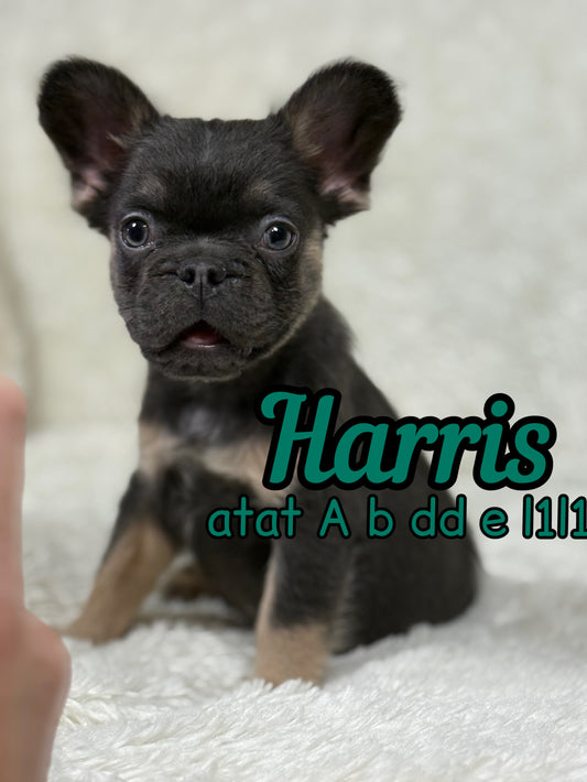 Harris - Male Blue & Tan Fluffy Carries Pink