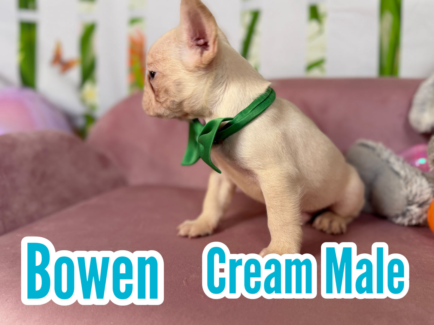 Bowen - Cream