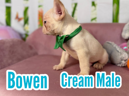 Bowen - Cream