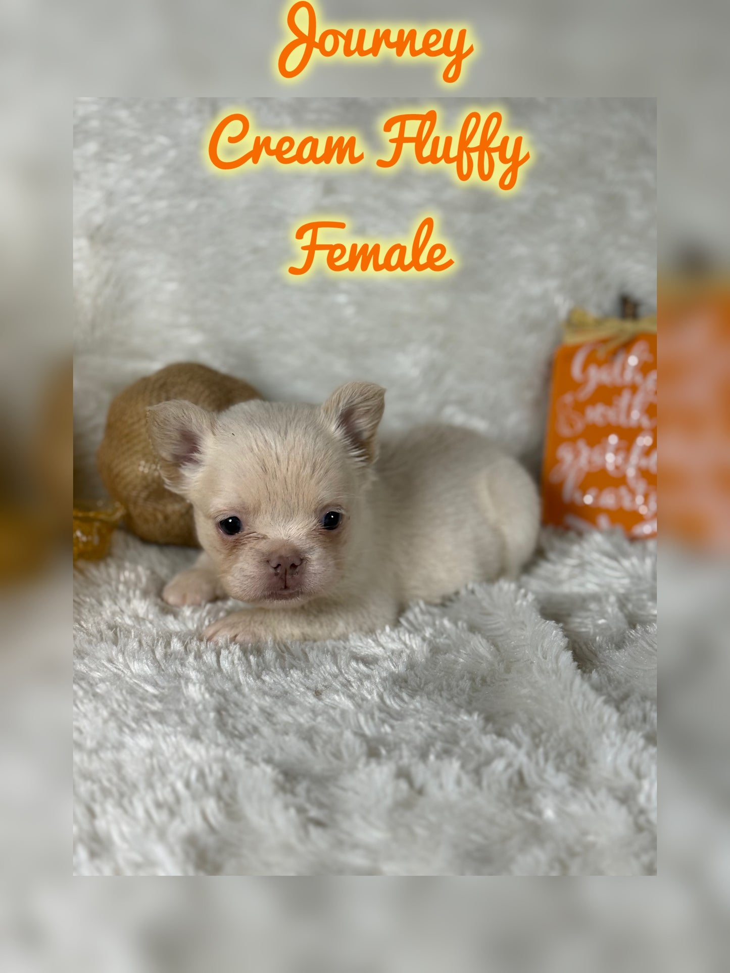 Journey - Cream Fluffy -Reserved