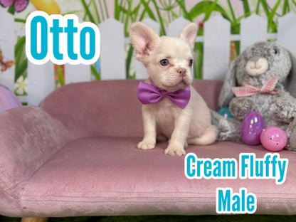 Otto - Cream Fluffy