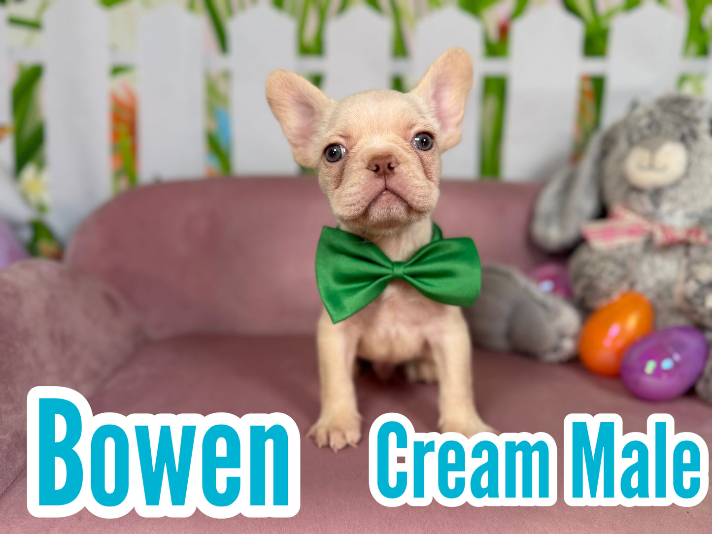 Bowen - Cream