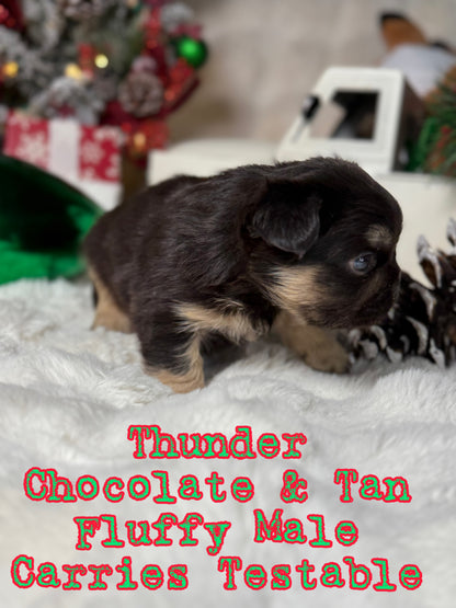 Thunder - Male Chocolate & Tan