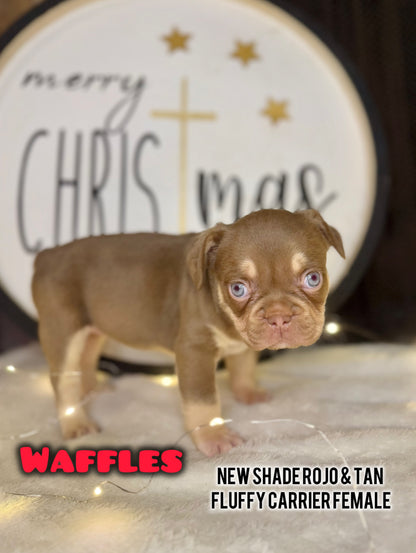 Waffles - Female New Shade Rojo & Tan