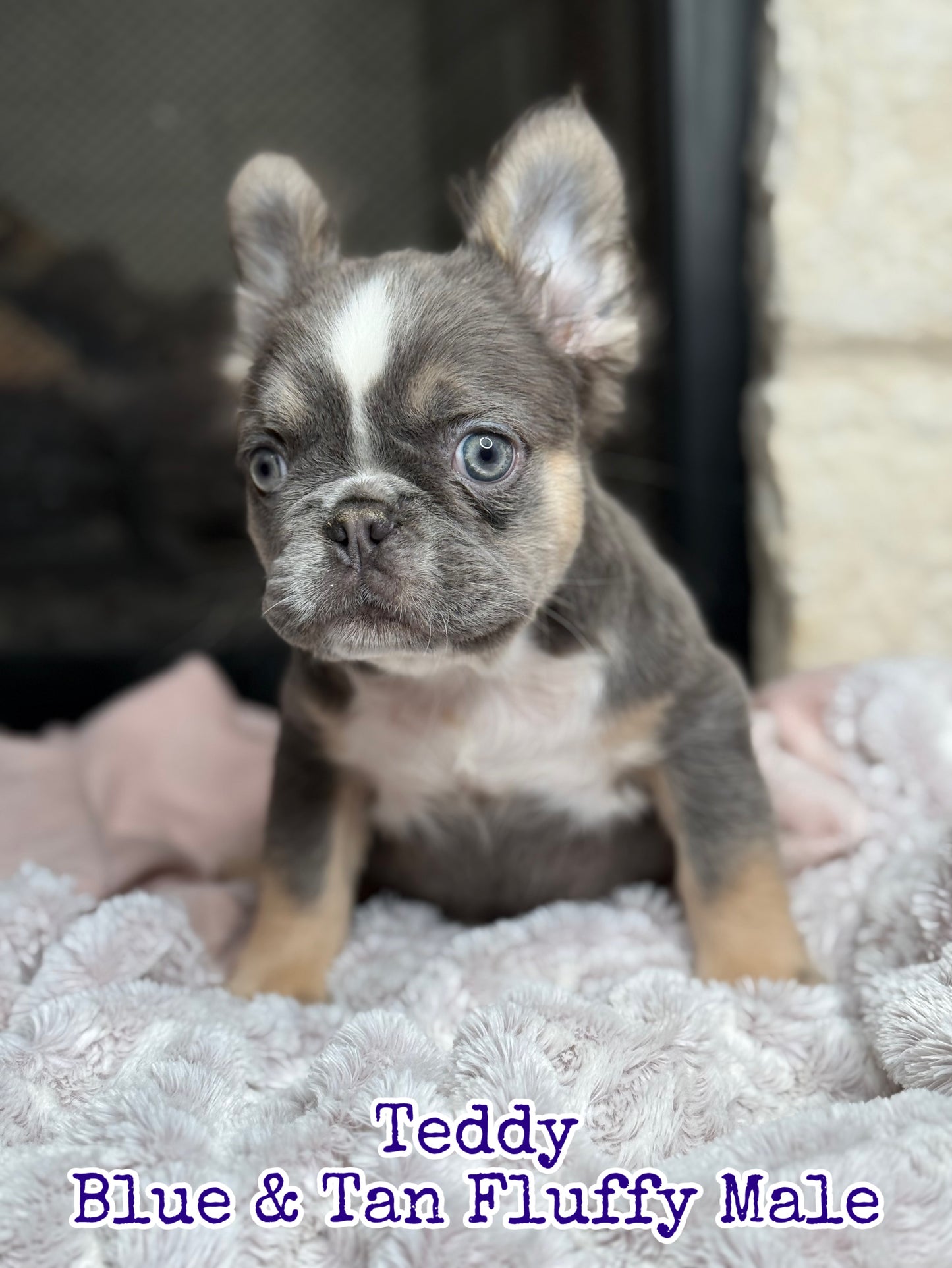 Teddy - Blue & Tan Fluffy