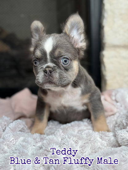 Teddy - Blue & Tan Fluffy
