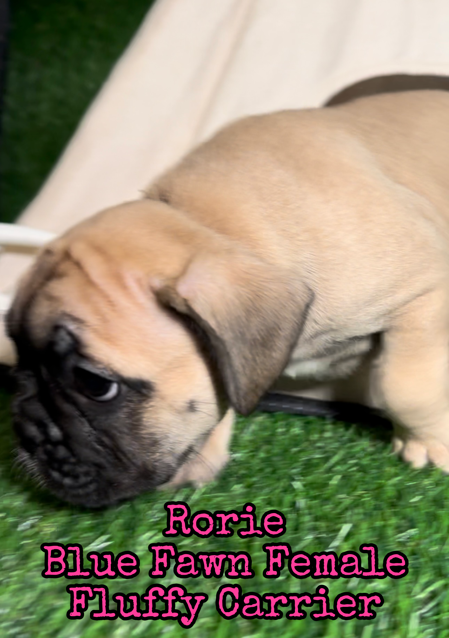 Rorie - Female Fawn - Reserved