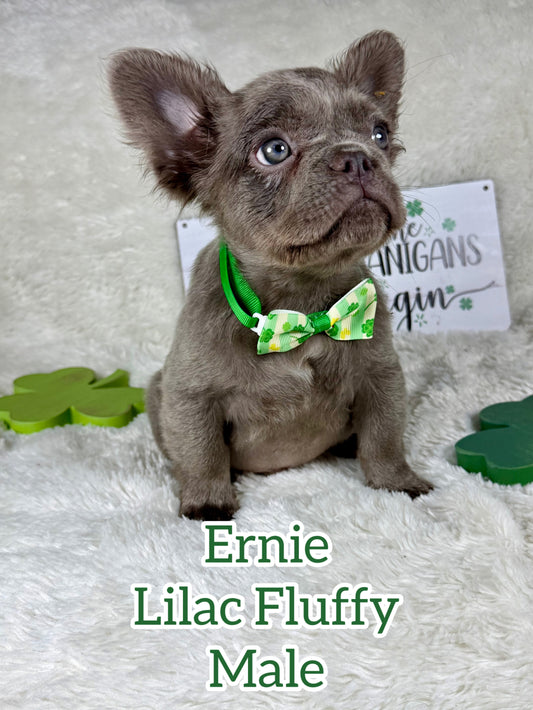 Ernie - Lilac Visual Fluffy