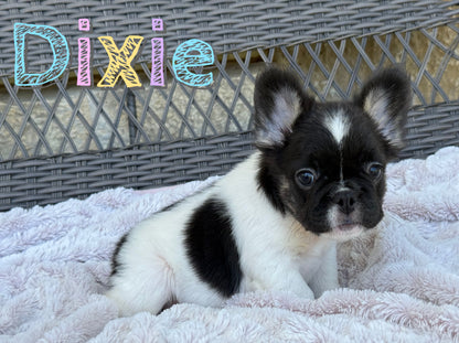 Dixie