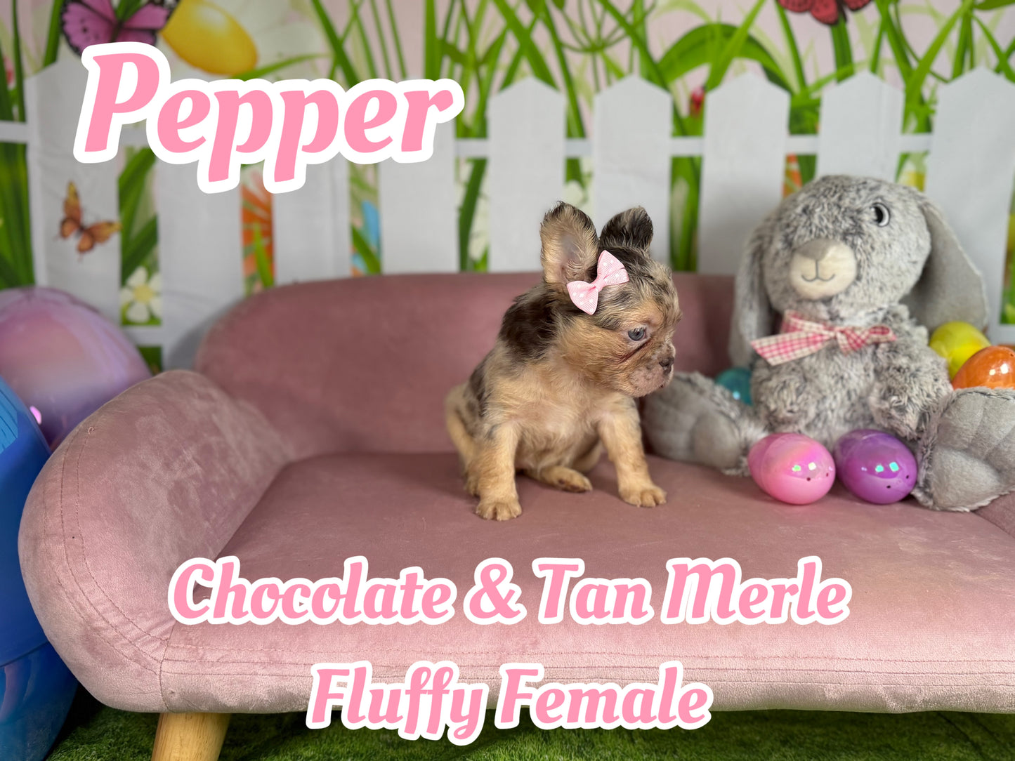 Pepper - Chocolate Merle Fluffy - RESERVED