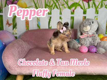 Pepper - Chocolate Merle Fluffy - RESERVED