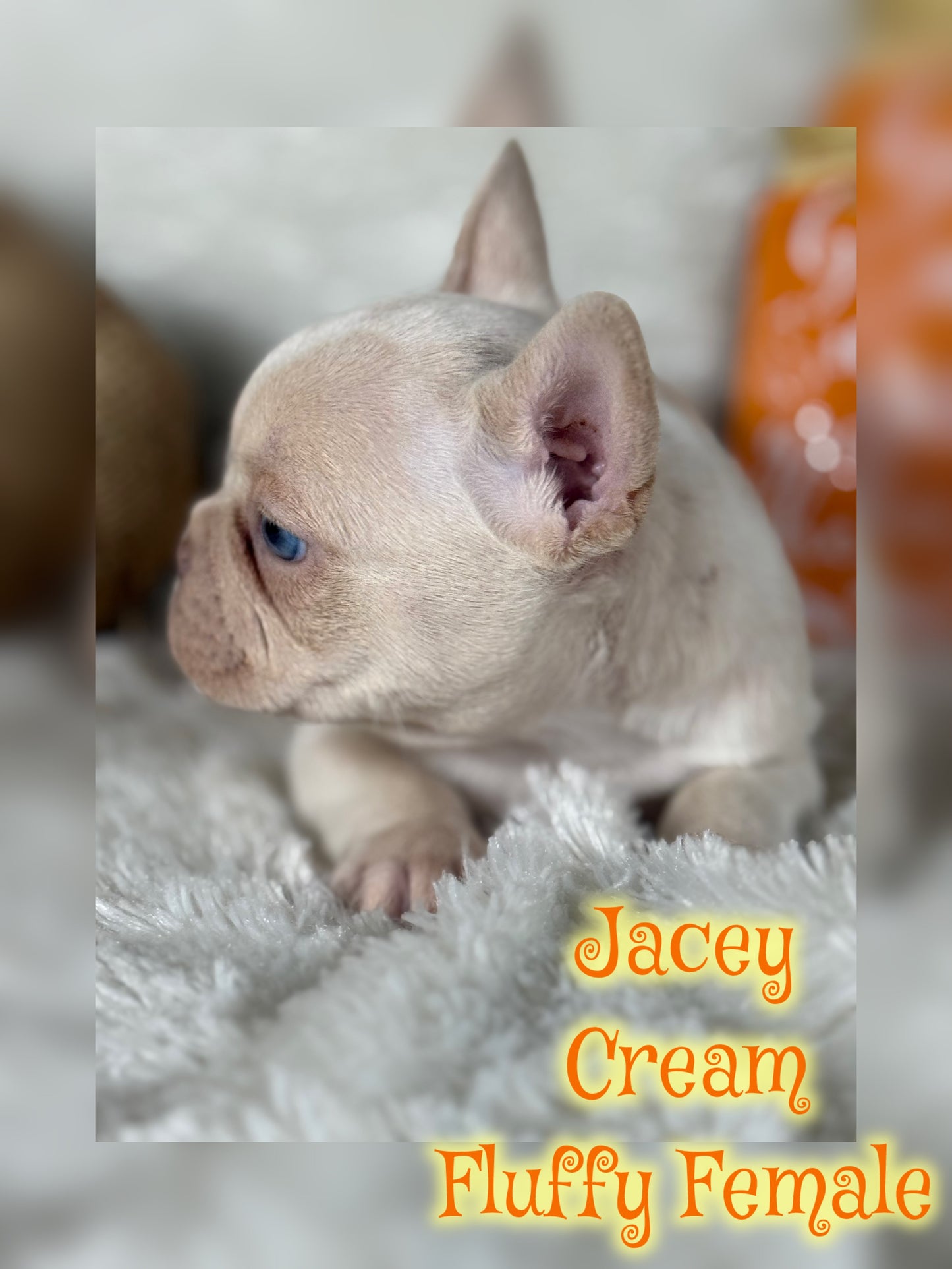 Jacey - Cream 1 BLUE eye
