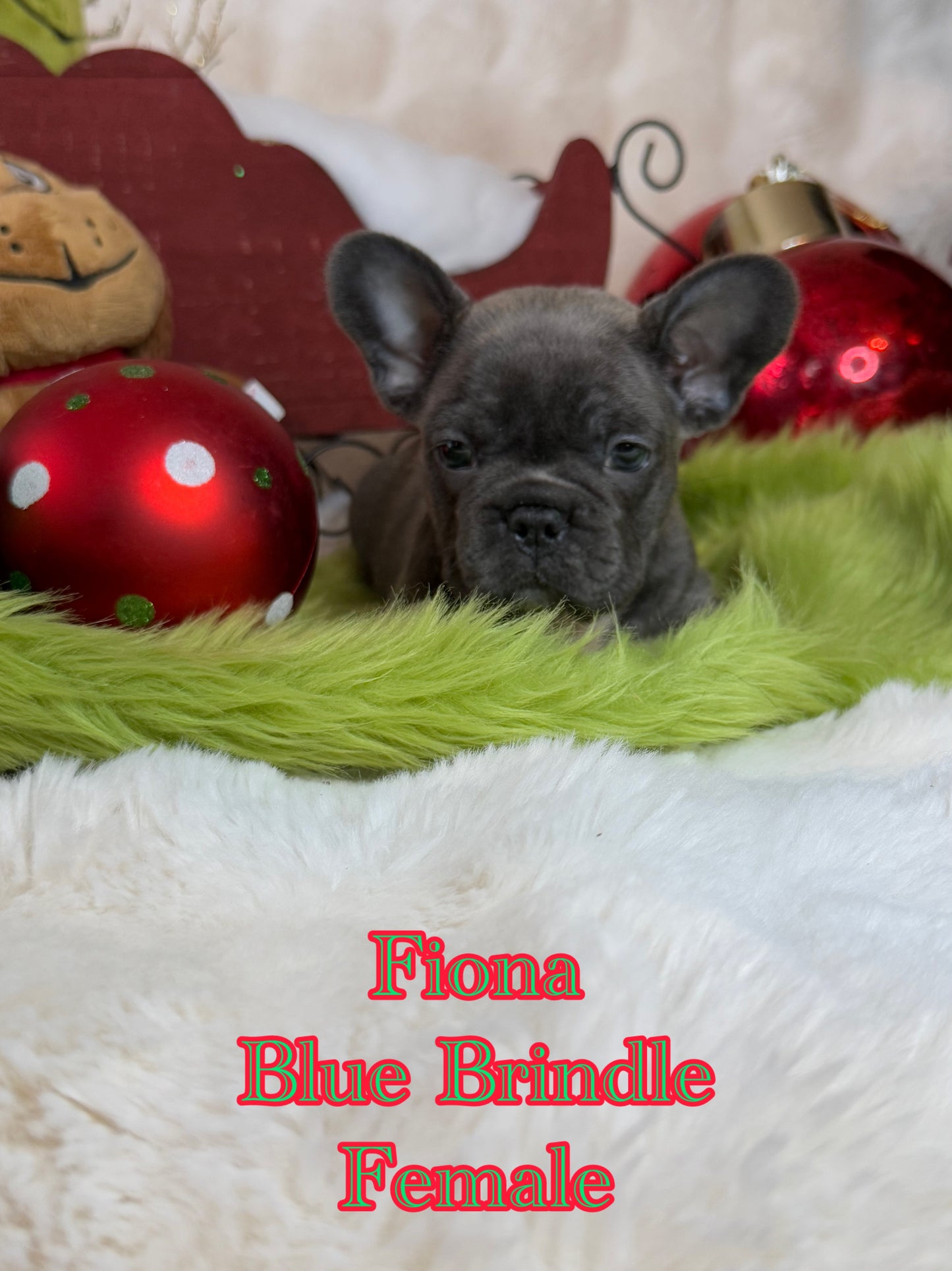 Fiona - Female Blue Brindle