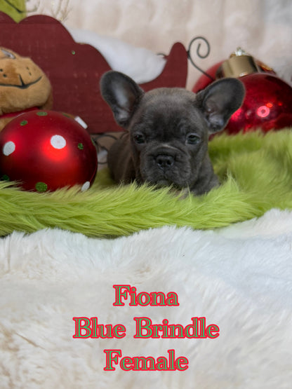 Fiona - Female Blue Brindle