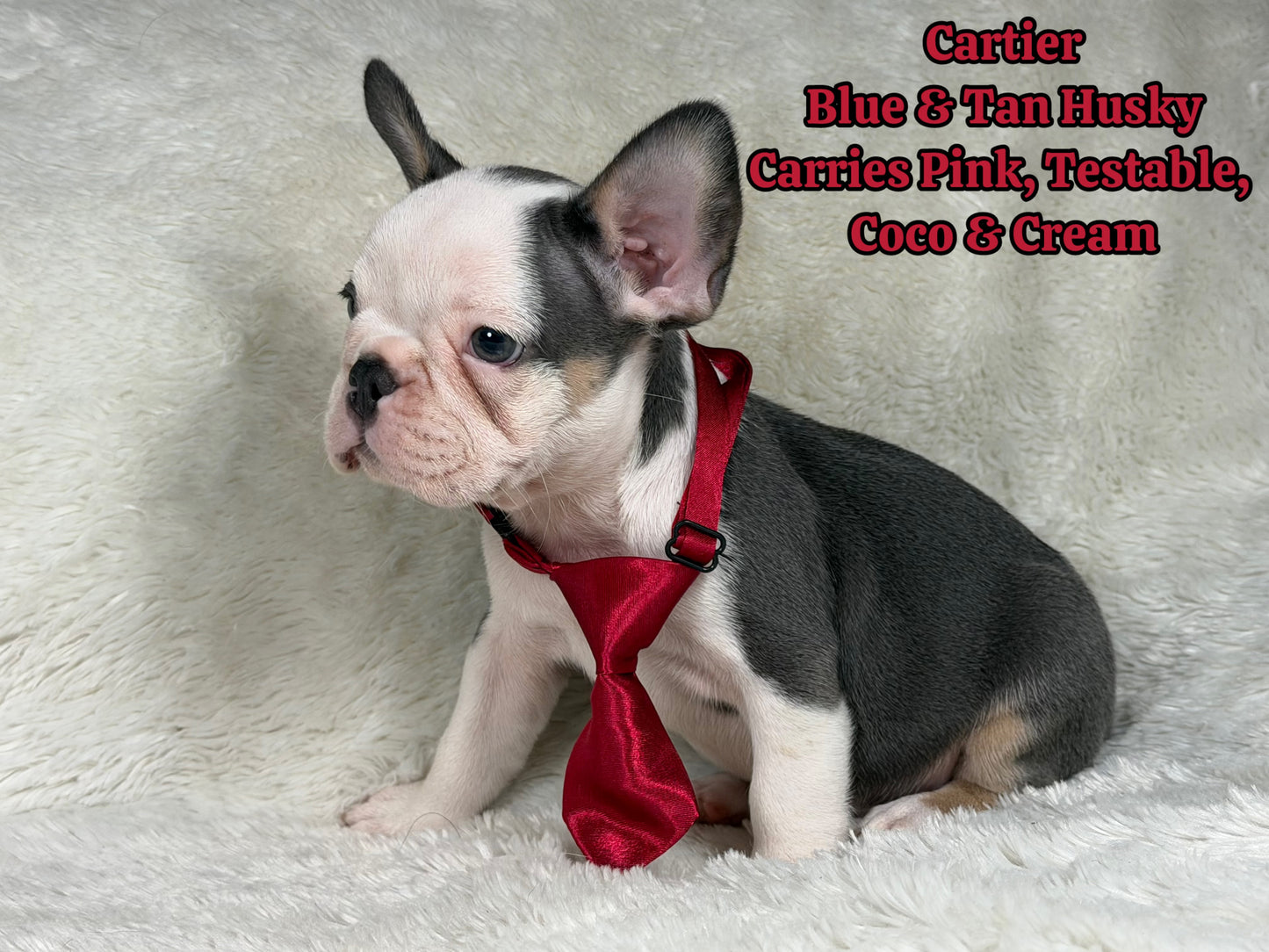 Cartier