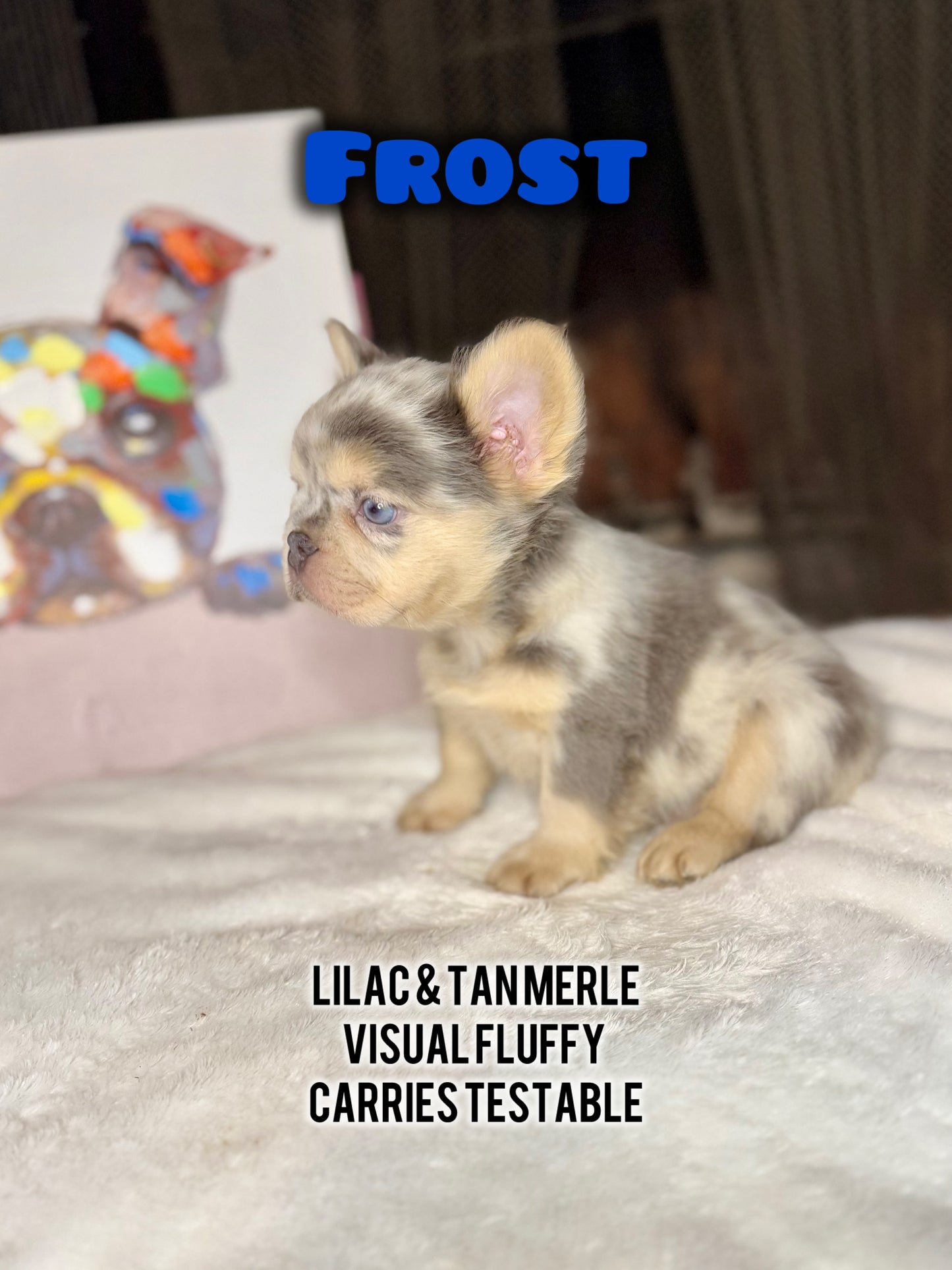 Frost - Male Lilac & Tan Merle