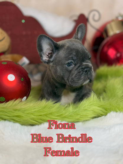 Fiona - Female Blue Brindle