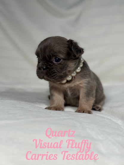 Quartz - Blue Fawn Fluffy Female