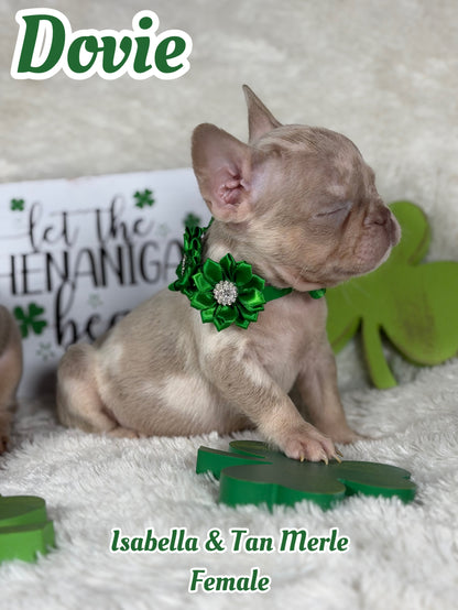 Dovie - Isabella & Tan Merle
