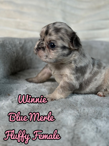 Winnie - Female Blue Merle Fluffy