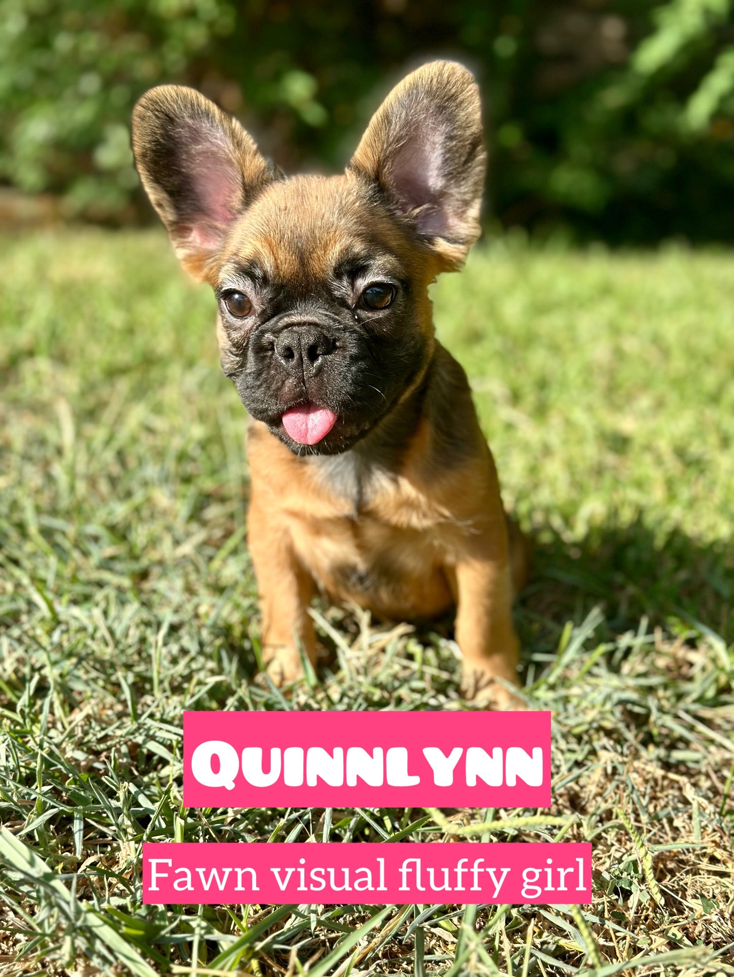 Quinlynn - Fawn Fluffy Female