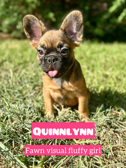 Quinlynn - Fawn Fluffy Female