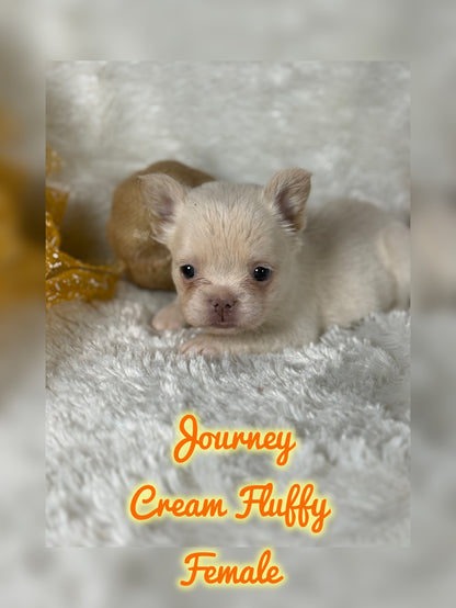 Journey - Cream Fluffy -Reserved
