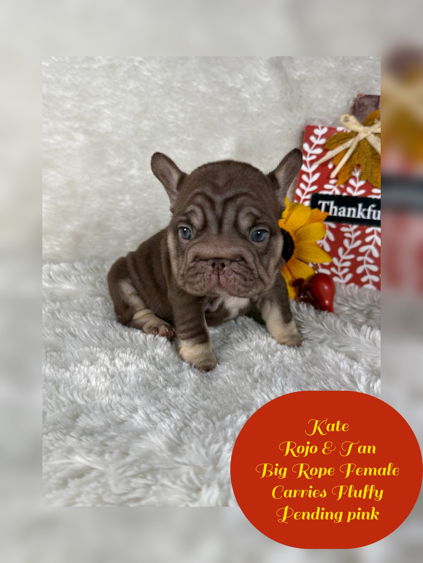 Kate - Rojo & Tan Big Rope Carries Fluffy Pending PINK