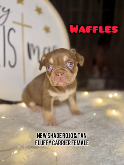 Waffles - Female New Shade Rojo & Tan