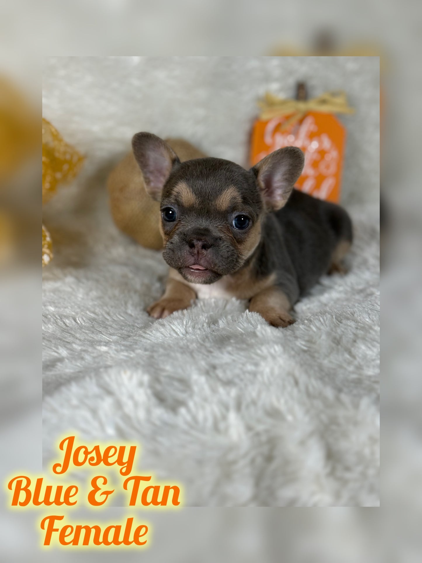 Josey - Blue & Tan - RESERVED