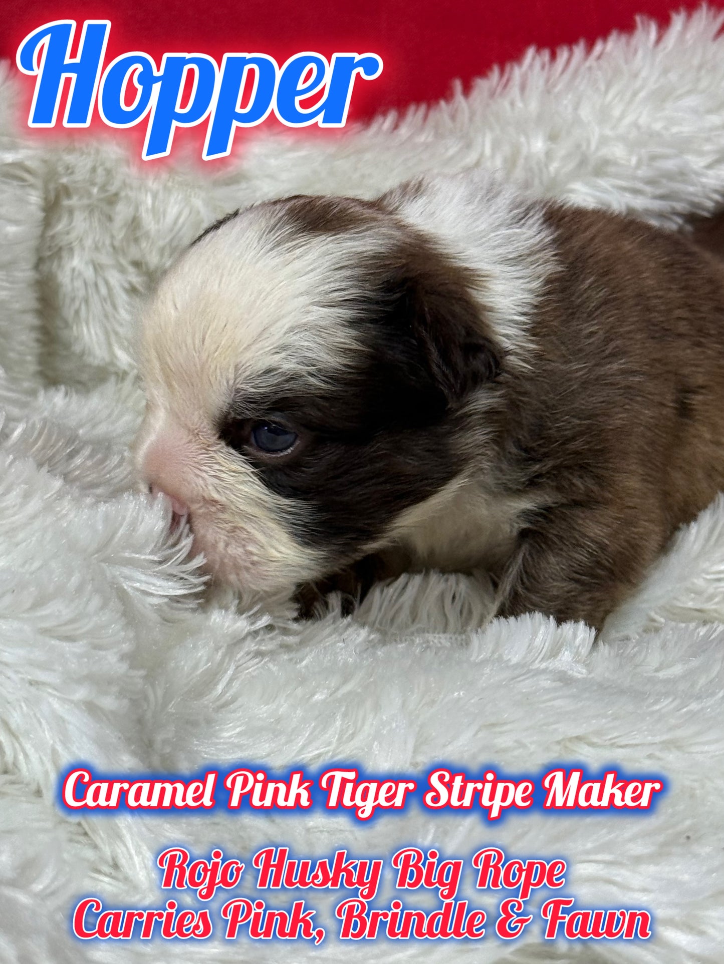 Hopper - Rojo Husky Big Rope Fluffy