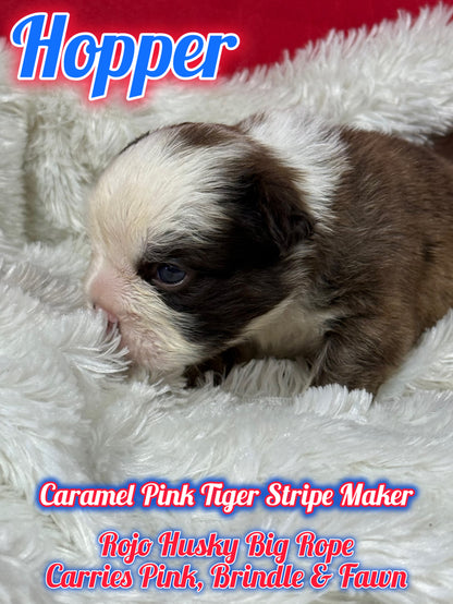 Hopper - Rojo Husky Big Rope Fluffy