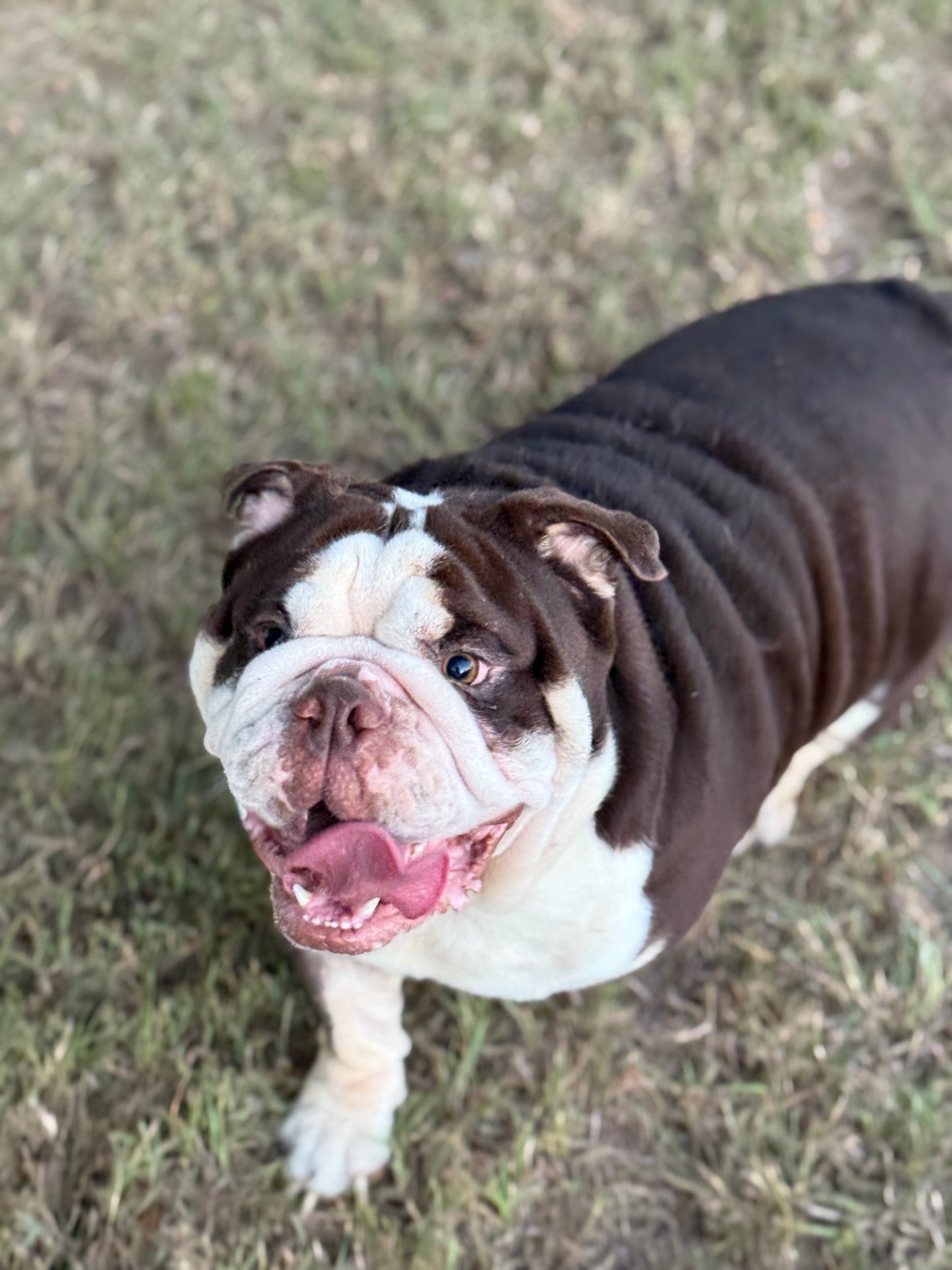 El Chapo - Chocolate Tri (English Bulldog)